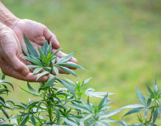 plata de cannabis