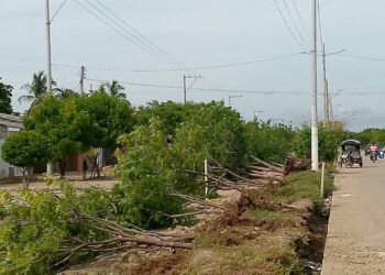 Con tanto calor en Zambrano y talaron decenas de árboles para reemplazarlos por palmeras, denuncia el ambientalista George Salgado